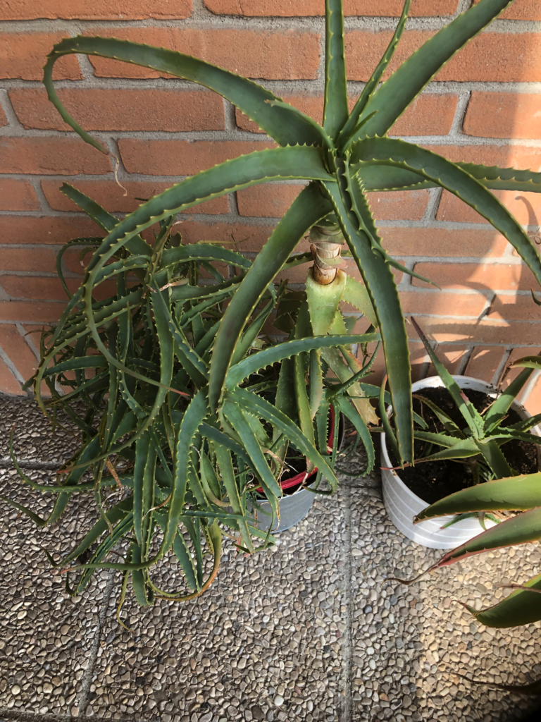 aloe arboriscensis - pianta di 8 anni