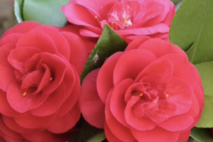 camelia - primo piano fiore