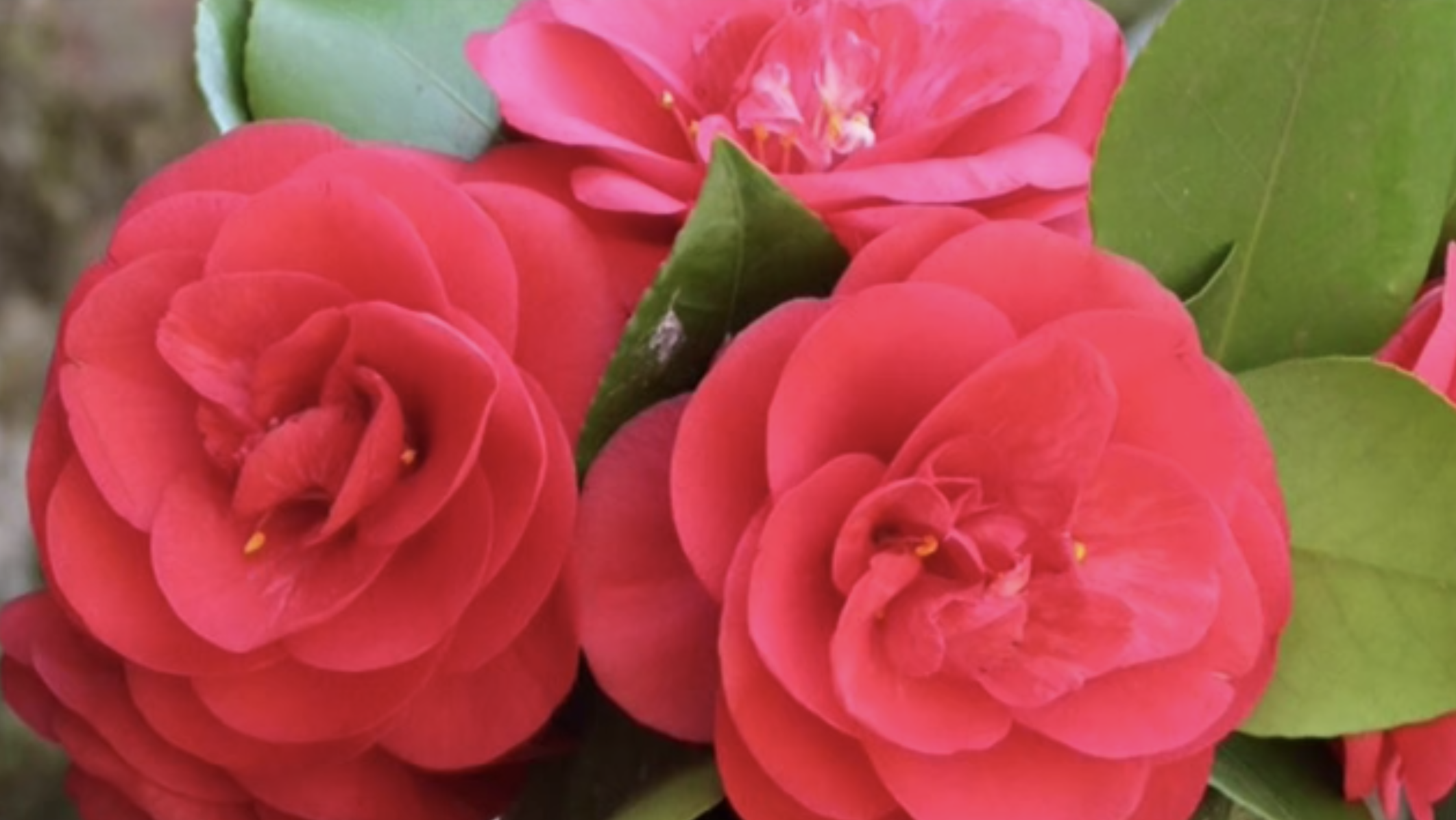 camelia - primo piano fiore