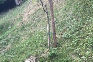 fico: una pianta appena messa a dimora