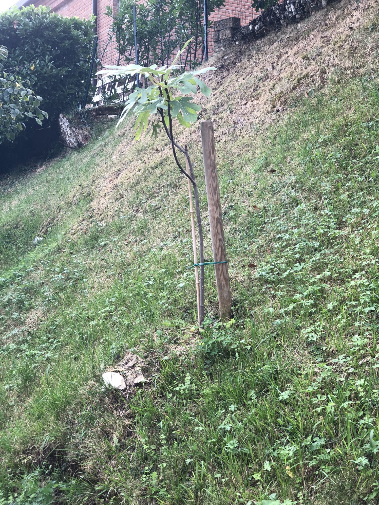 fico: una pianta appena messa a dimora