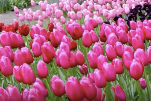 fioritura tulipani