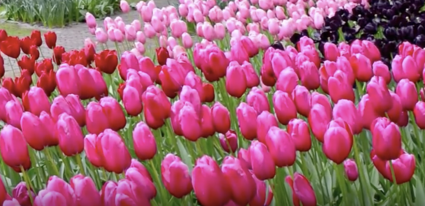 fioritura tulipani