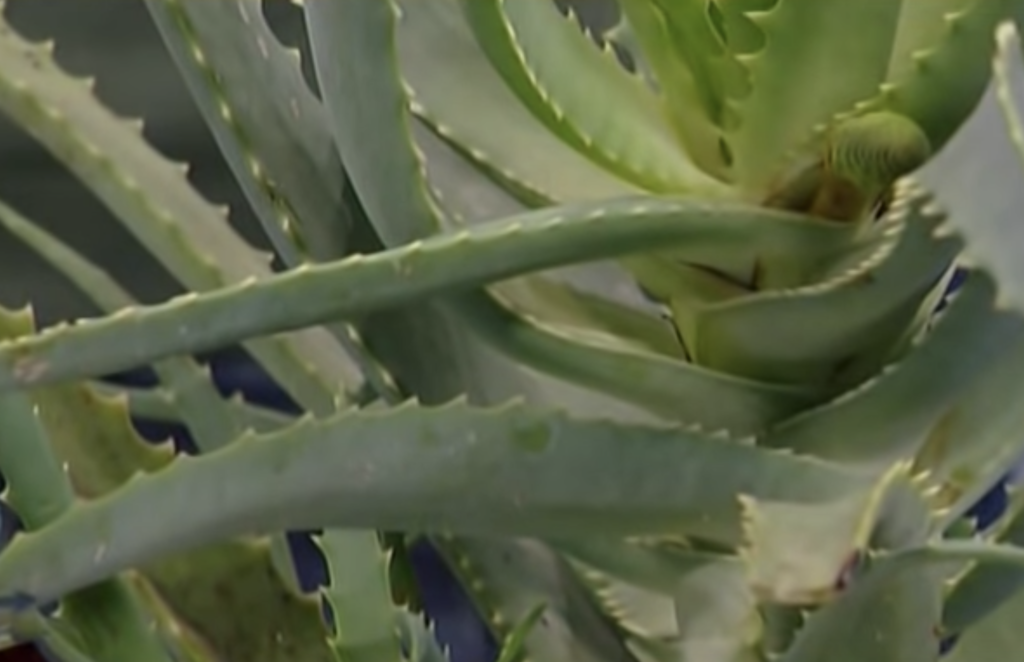primo piano foglie di aloe