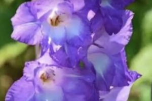 primo piano gladioli