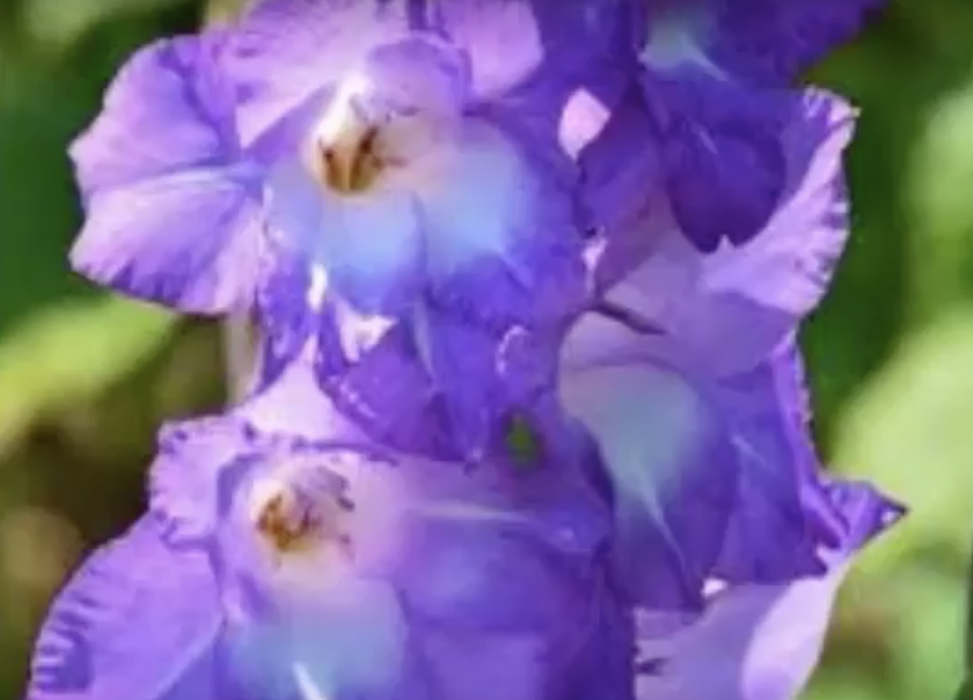 primo piano gladioli